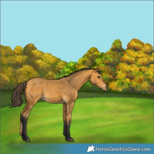 Horse Color:Buckskin 