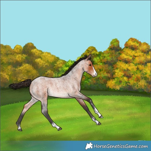 Horse Color:Bay Roan