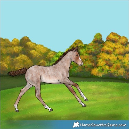 Horse Color:Red Roan 
