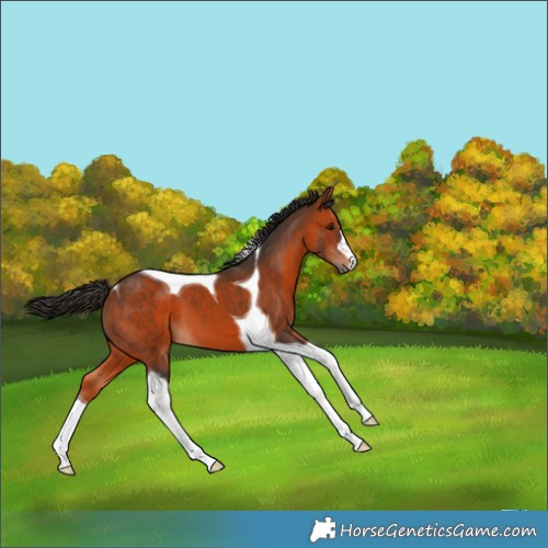Horse Color:Bay Tobiano 