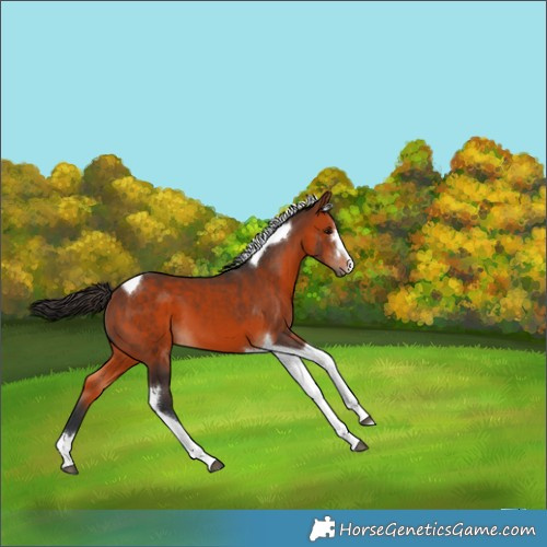 Horse Color:Bay Tobiano 