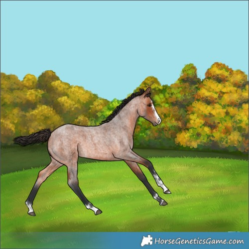 Horse Color:Bay Roan 