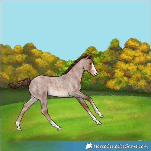 Horse Color:Red Roan 