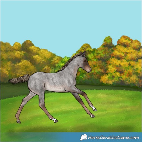 Horse Color:Liver Red Roan 