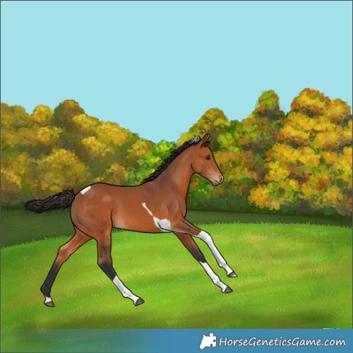 Horse Color:Bay Tobiano 