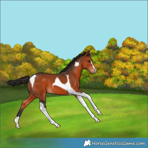 Horse Color:Bay Tobiano 