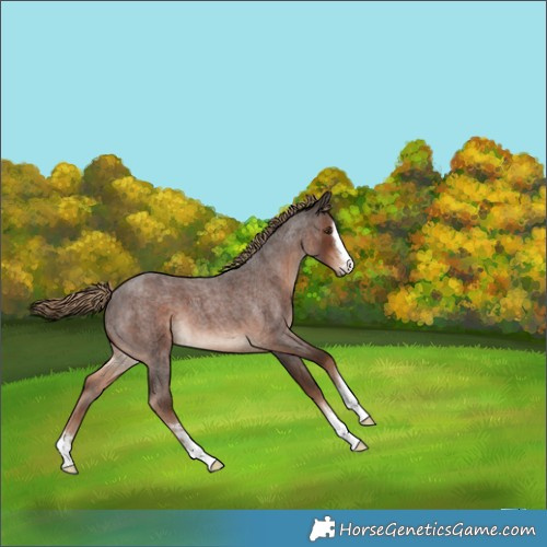 Horse Color:Liver Red Roan 
