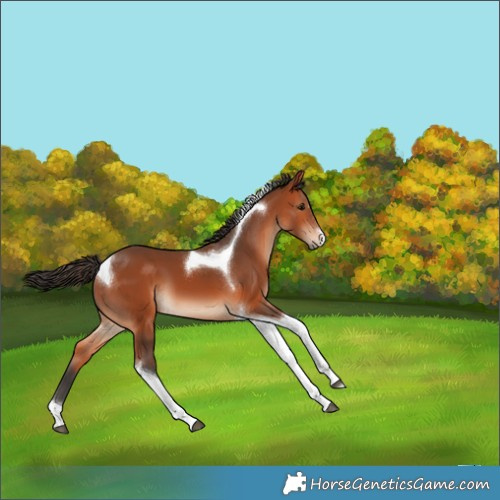 Horse Color:Bay Tobiano 