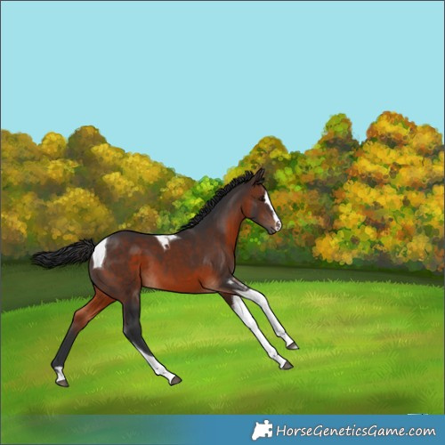 Horse Color:Brown Tobiano 