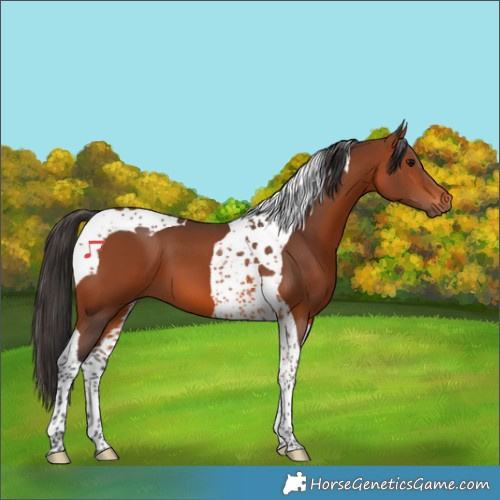 Horse Color:Bay Tobiano 