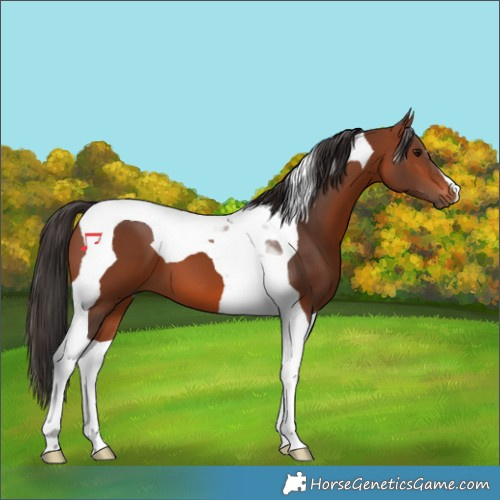 Horse Color:Bay Tobiano 