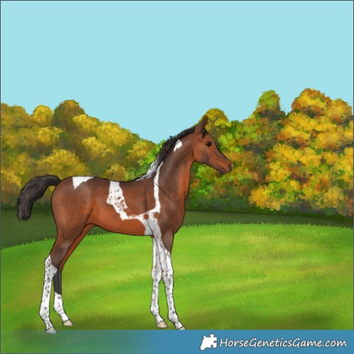 Horse Color:Bay Tobiano 