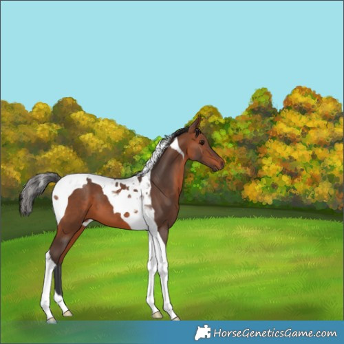 Horse Color:Bay Tobiano 