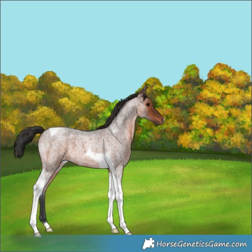 Horse Color:Brown Roan Tobiano 