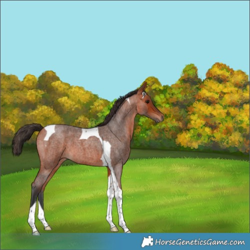 Horse Color:Bay Roan Tobiano 