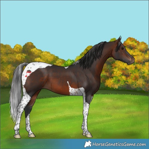 Horse Color:Brown Tobiano 