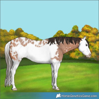 Horse Color:Bay Roan Splash Frame Appaloosa 