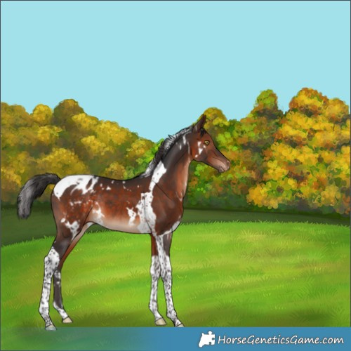 Horse Color:White Spotted Brown Tobiano Appaloosa Rabicano