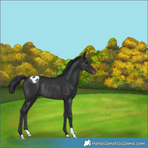 Horse Color:Brown Varnish Rabicano 