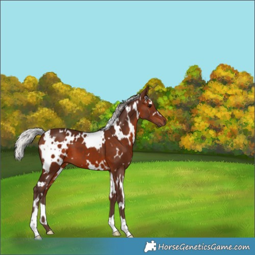 Horse Color:White Spotted Silver Brown 