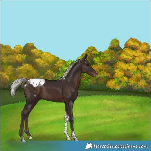 Horse Color:Silver Brown Tobiano Blanket Rabicano 