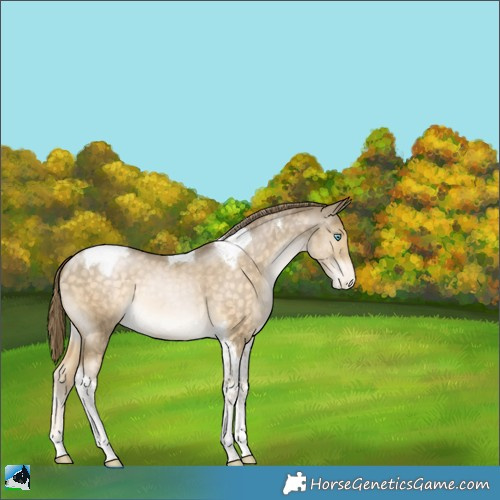 Horse Color:Buckskin Pearl Tobiano Appaloosa 