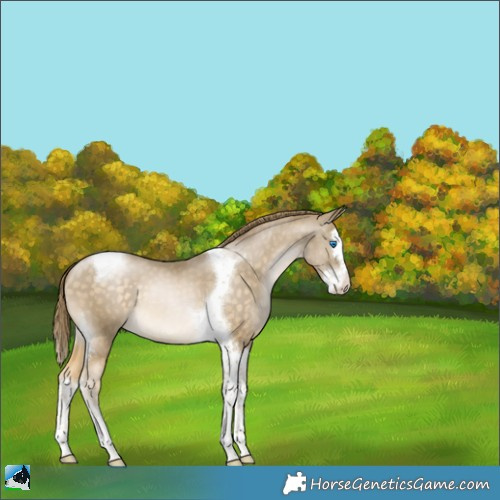 Horse Color:Buckskin Pearl Splash Tobiano Appaloosa 