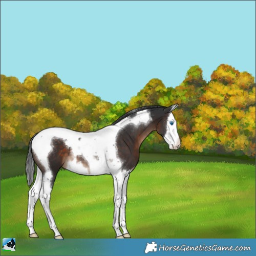 Horse Color:Brown Splash Tobiano Appaloosa