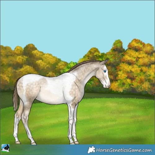 Horse Color:Buckskin Pearl Splash Tobiano Appaloosa 