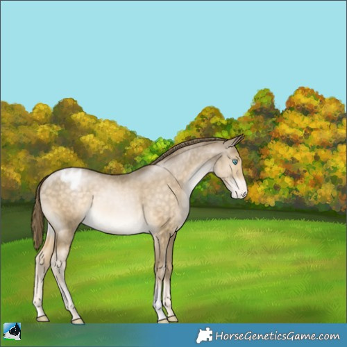 Horse Color:Buckskin Snowdrop Varnish 