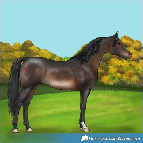 Horse Color:Brown Rabicano 