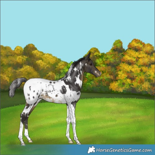 Horse Color:White Spotted Buckskin Tobiano Blanket Rabicano 