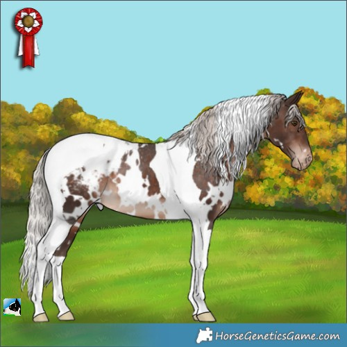 Horse Color:White Spotted Silver Brown Tobiano Appaloosa 