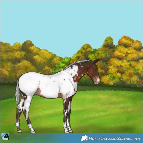Horse Color:White Spotted Silver Brown Appaloosa Rabicano 