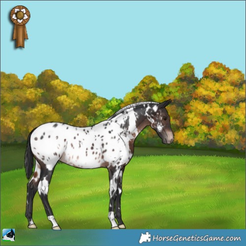 Horse Color:White Spotted Brown Appaloosa Rabicano 