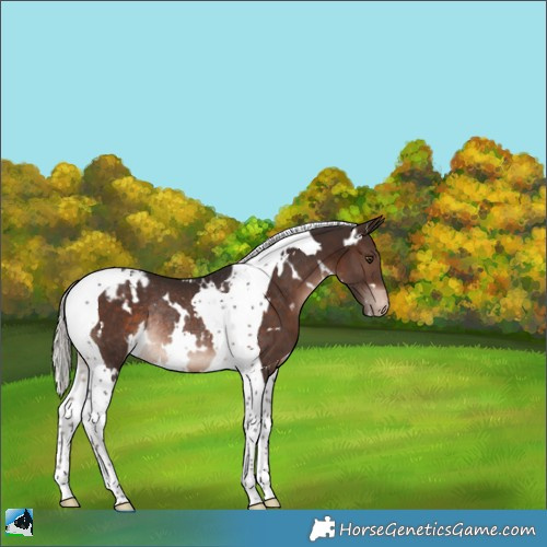 Horse Color:White Spotted Silver Brown Tobiano Varnish Rabicano 