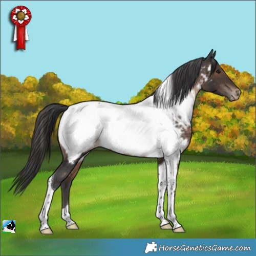 Horse Color:Brown Tobiano Appaloosa 