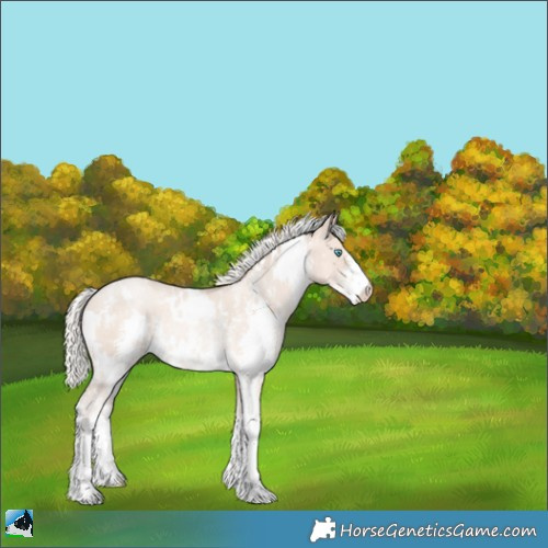 Horse Color:White Spotted Gold Cream Champagne Pearl Sabino Rabicano 