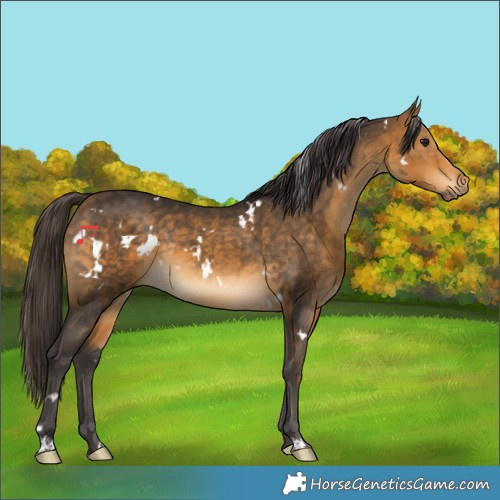 Horse Color:White Spotted Buckskin Rabicano 