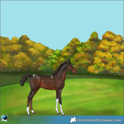 Horse Color:Liver Chestnut Tobiano 