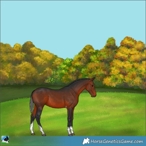 Horse Color:Bay Tobiano 