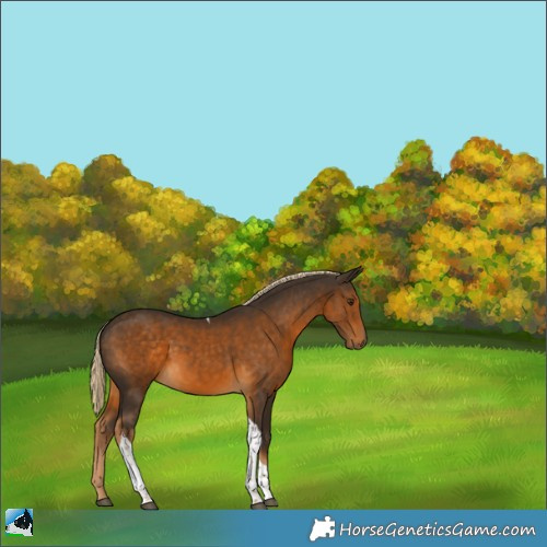 Horse Color:Chocolate Palomino Tobiano 