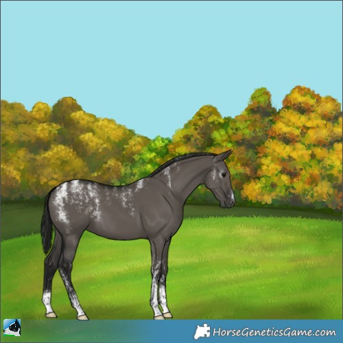 Horse Color:Powder White Gray Grullo 