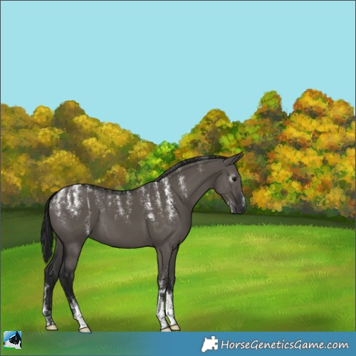 Horse Color:Powder White Gray Grullo 