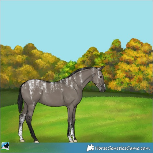 Horse Color:Powder White Gray Grullo 
