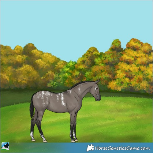 Horse Color:Powder White Gray Grullo 