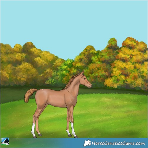 Horse Color:Chestnut Tobiano 