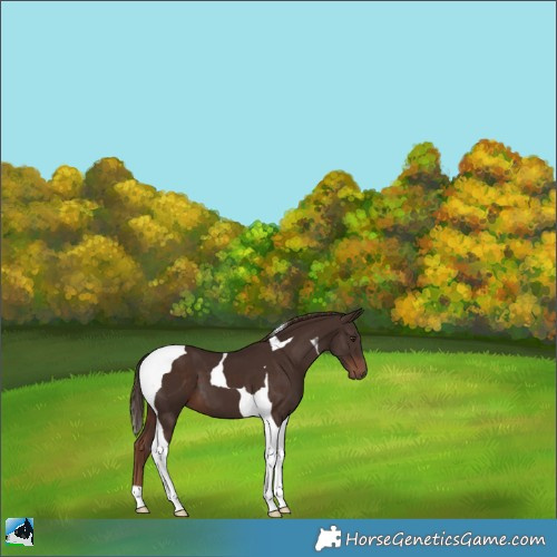 Horse Color:Liver Chestnut Tobiano 