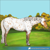 Horse Color:Silver Buckskin Appaloosa 