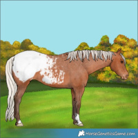 Horse Color:Silver Bay Snowcap 